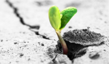 Resilienza e psicoterapia