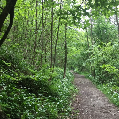 Verdi sentieri lungo il Gandaloglio, il ruscello canterino che accompagna la meditazione nel bosco.