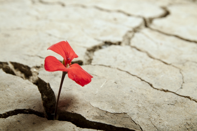 Vittimologia clinica e forense